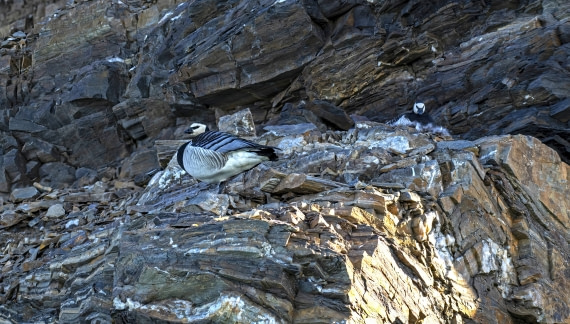 Nesting Barnacle Goose pair,  Svalbard