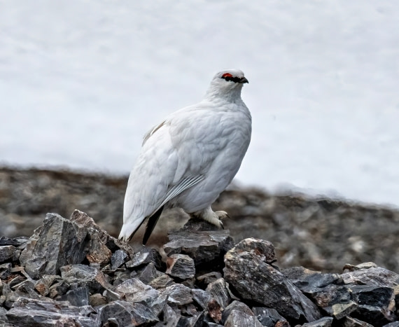 A male rock Ptarmigan,  Svalbard