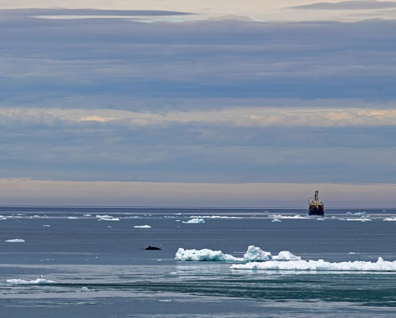 A ship and a Minke whale,  Svalbard