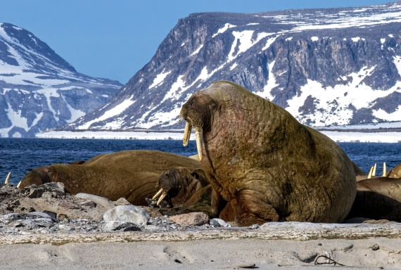 Walrus group,  Svalbard