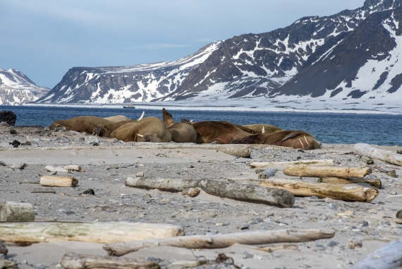 Baking group of walrus,  Svalbard