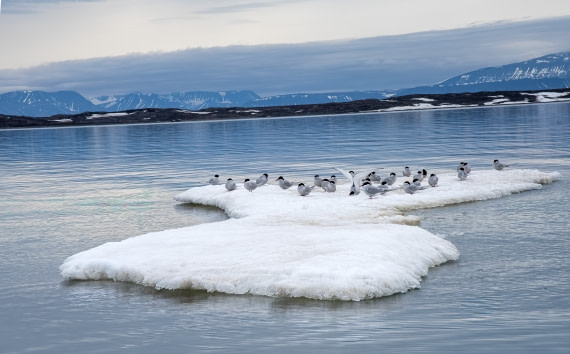 Terns on ice, Svalbard