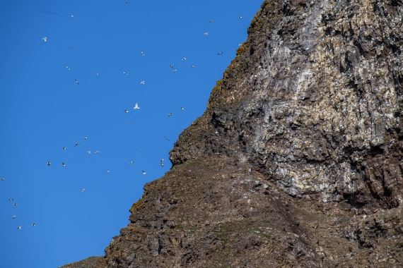 Flying Gulls and nesting Kittiwakes, Svalbard,