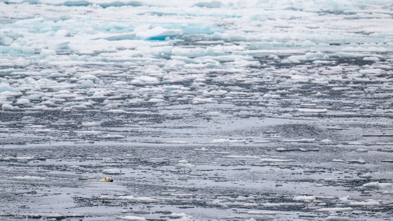 A hugh bear little in a fabulous icy world