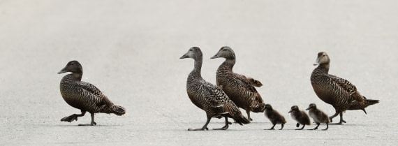 morning walk with the kids