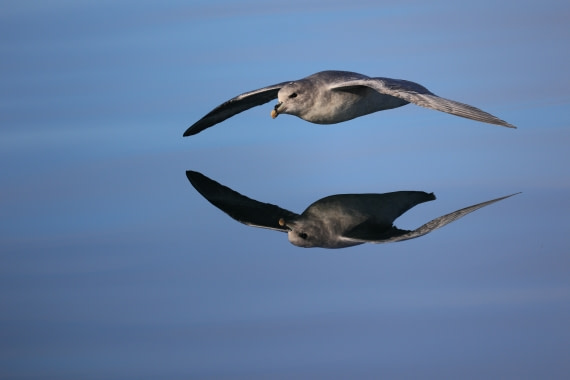 cold mirrored memory