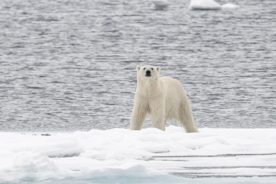 Polar bear