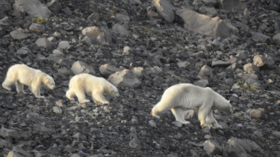 Viking Bay Polar bear family
