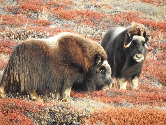 Musk oxes in Greenland