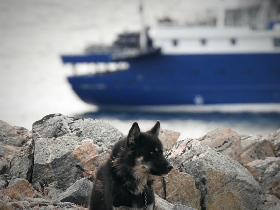 Hondius and Greenland dog