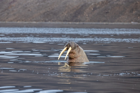 A curious walrus wants to see our zodiac.