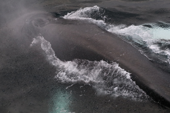 Humpback whale close to Plancius