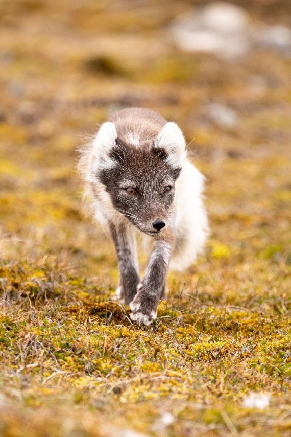 Arctic fox