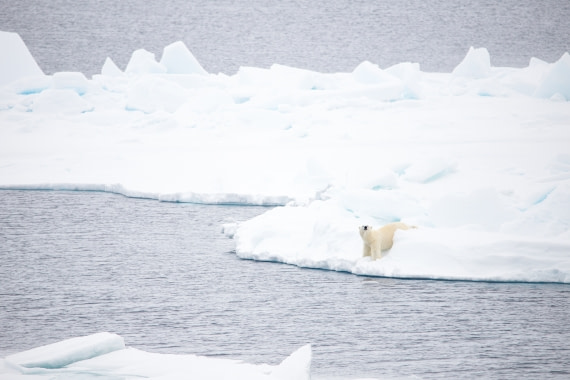 Polar bear lying in snow