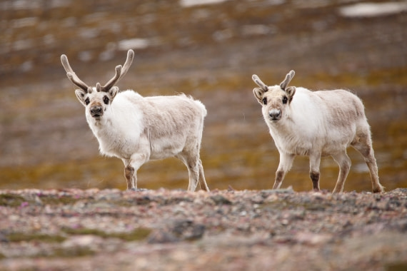 Pair of reindeer