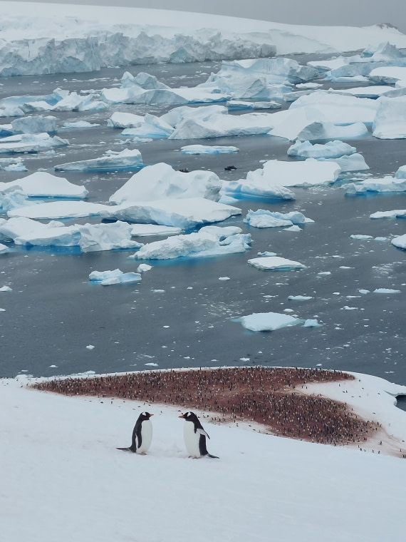 Penguin love - Mikel Ercilla.jpg