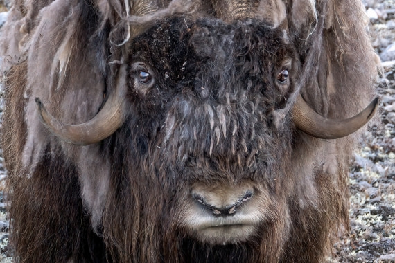 Old Musk Ox