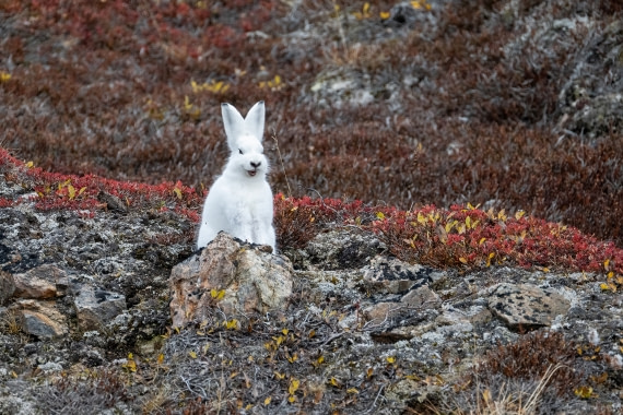 Gähnender Polarhase