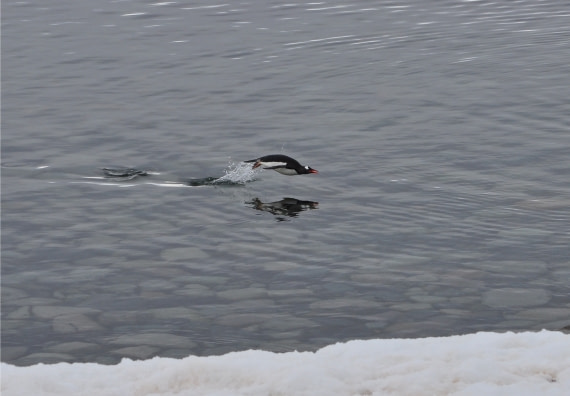 Leaping Gentoo