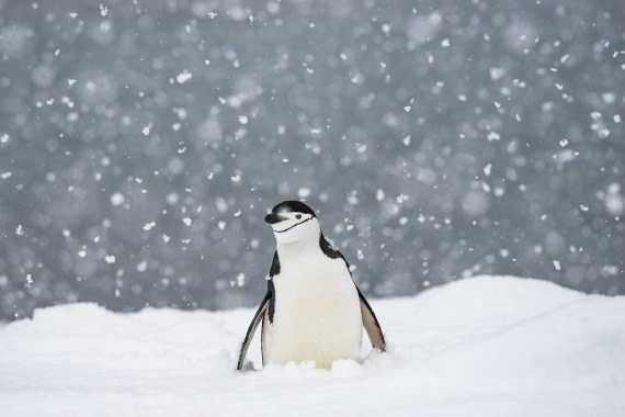 Pinguin in the snow Halfmoon island.