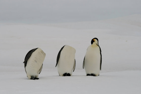 Don't lose your head!