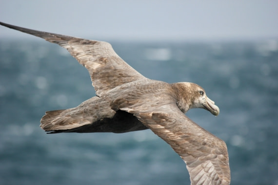 giant Petrel