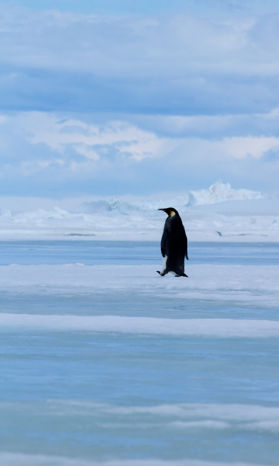 Crossing the sea ice one step at a time