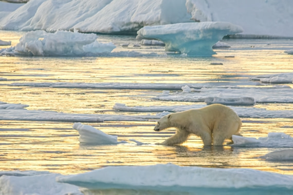 Wading polar bear