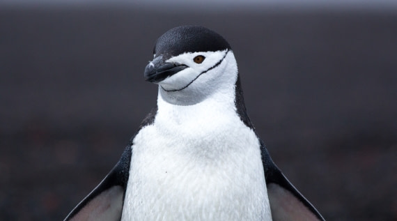 Chinstrap Penguin at Deception Island