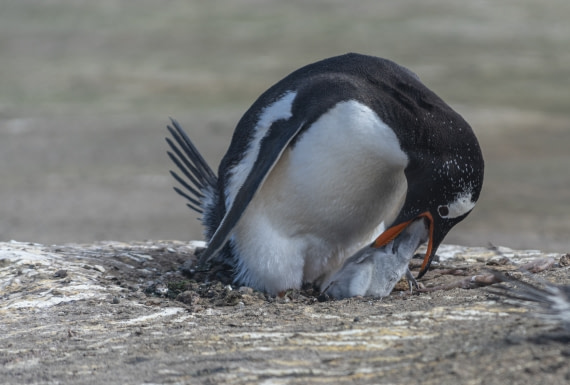 Alimentando a la familia