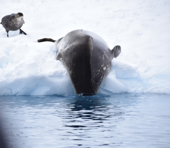 Where is my little friend?