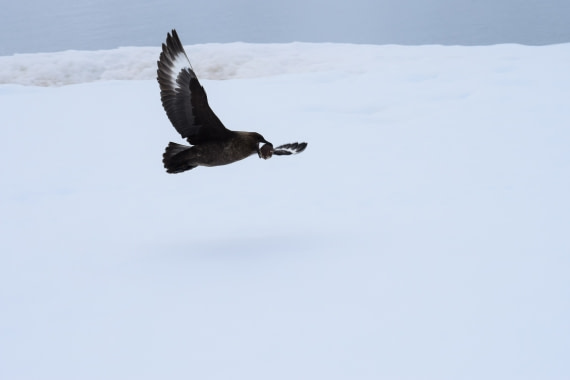 Stealing the pinguïns eggs