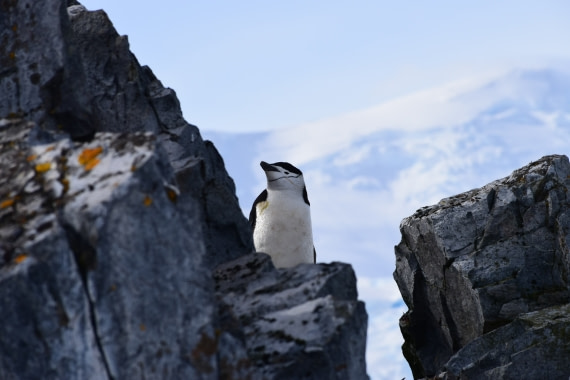 Pinguïns Orne harbour