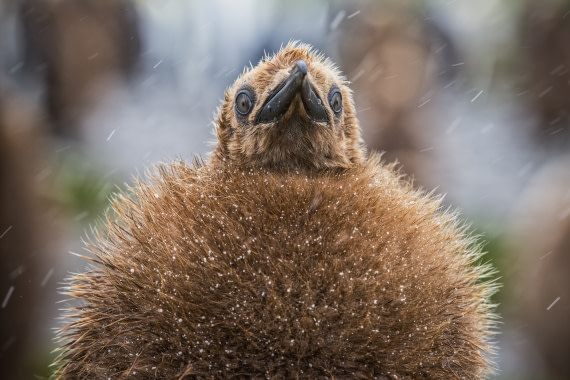 young king penguin