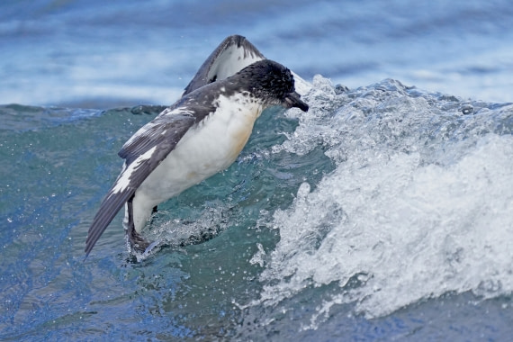 surfing Cape  Petrel