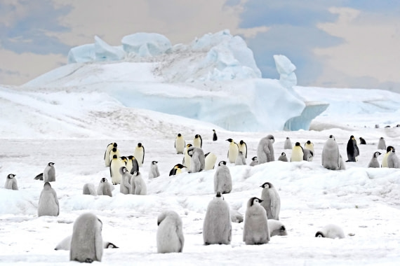 Emperor Penguins on Snow Hill