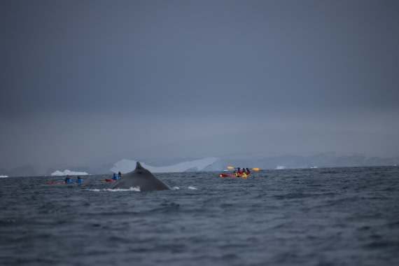 Kayak and whales