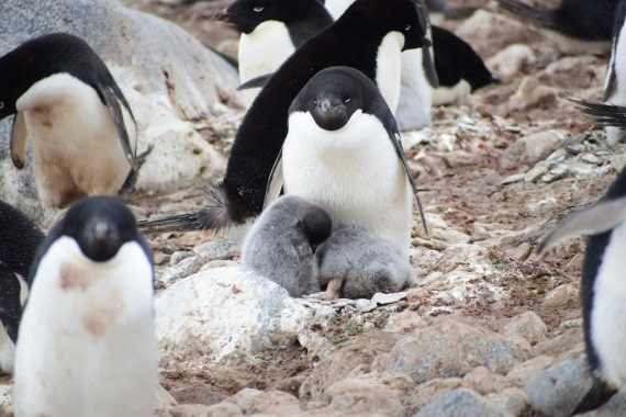 Adelie pinguïn with 2 chicks