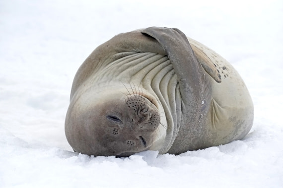 where is my blanket?