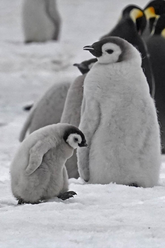 little fighter Emperor chick