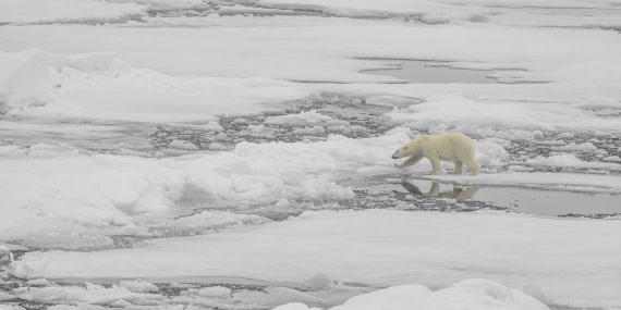 polar bear on the ice floe