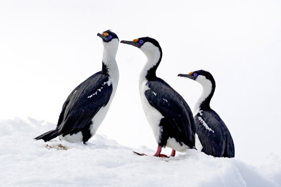 Antarctic Shag at Foyn Harbour