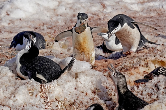 Chinstrap Penguin on a mission
