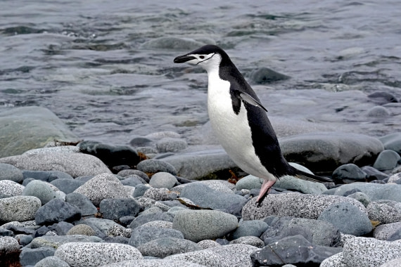 who said they cannot fly?