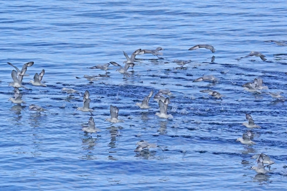 Southern Fulmar