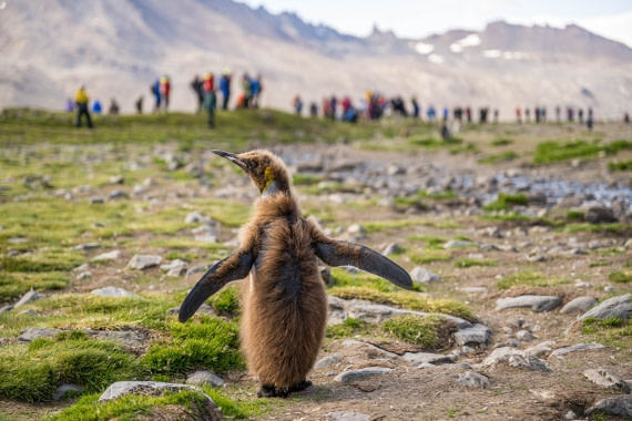Wow - A Tourist Colony