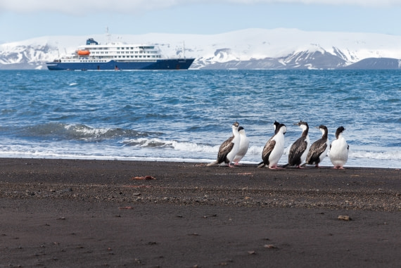 The Flock and the Boat