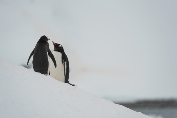 Gentoo Kiss
