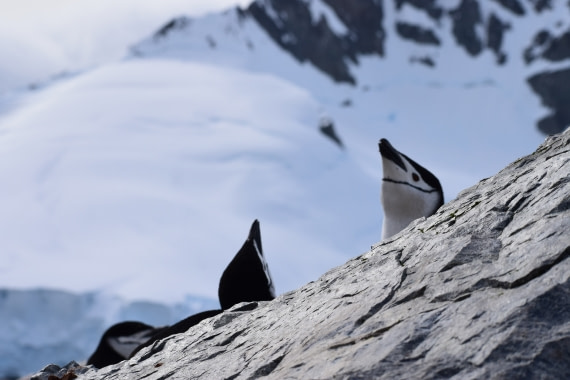 Chinstrap pinguïns at Orne Harbour
