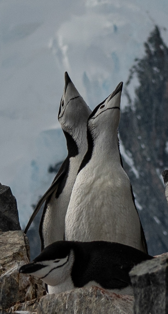 Do you see what I see?